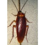 Cockroach Exterminator In Toronto