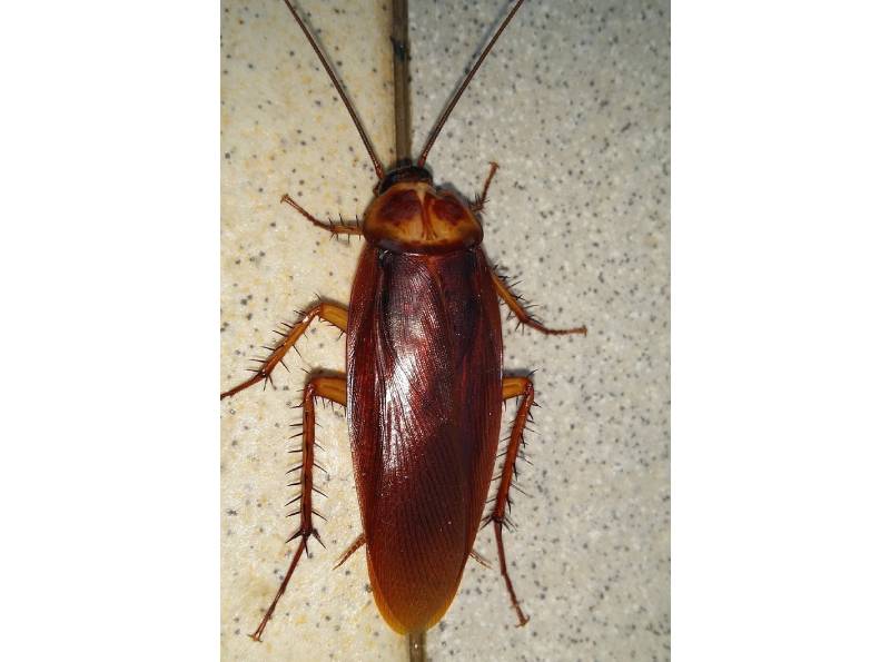 Cockroach Exterminator In Toronto