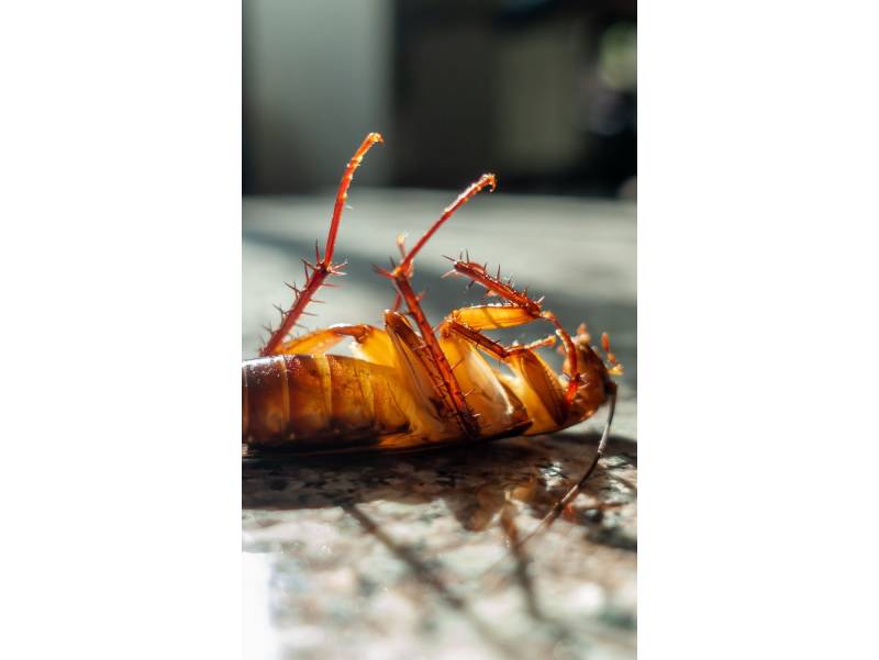 Cockroach Exterminator In Toronto