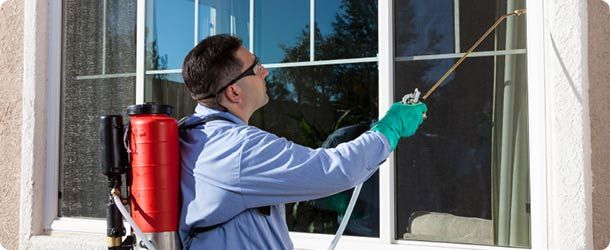 Effective Pest Control and Termite Treatment in Lahore