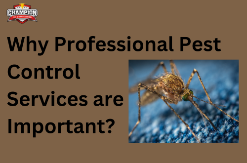 Why Professional Pest Control Services are Important?