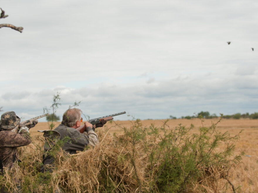 Essential Dove Hunting Tips: Tools and Techniques for a Successful Season