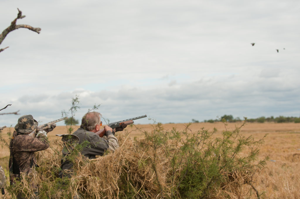 Essential Dove Hunting Tips: Tools and Techniques for a Successful Season