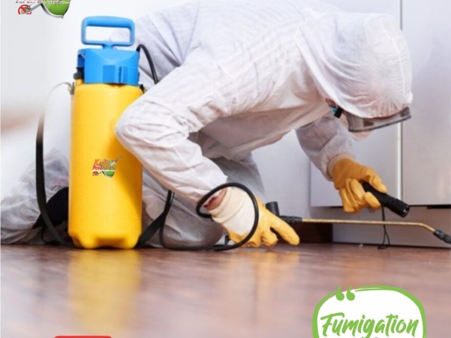 Comprehensive Guide to Termite Control & Fumigation in Lahore