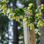 Hops Vines