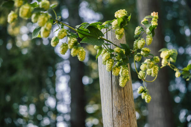 Hops Vines