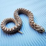 Top 5 Reasons to Choose a Lavender Western Hognose Snake