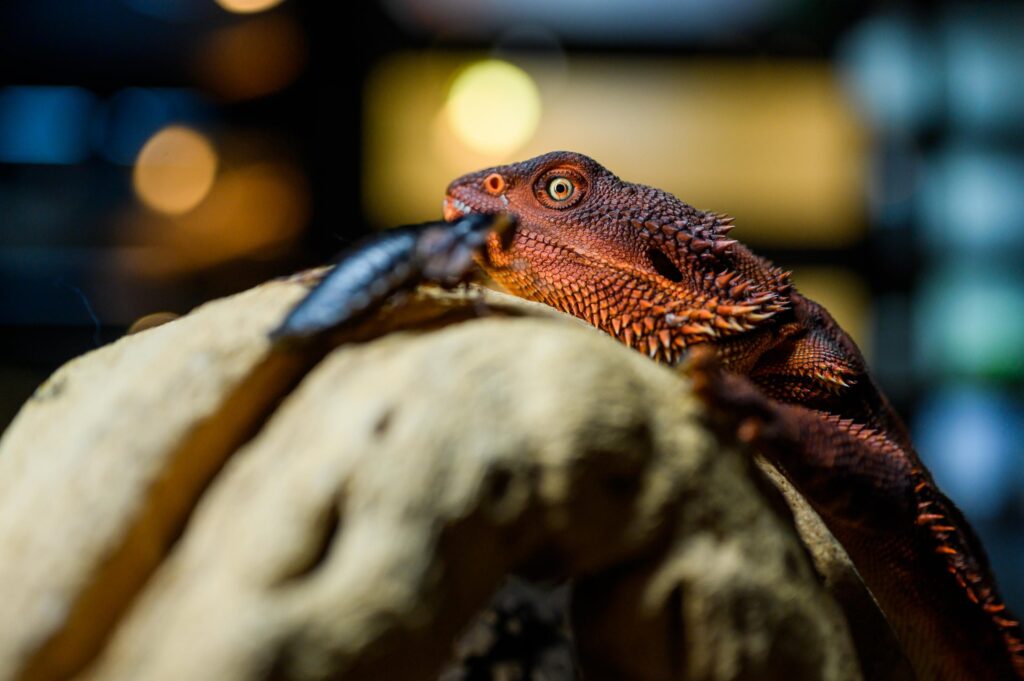 Why a Red Bearded Dragon for Sale is the Perfect Pet for Reptile Enthusiasts