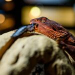 Why a Red Bearded Dragon for Sale is the Perfect Pet for Reptile Enthusiasts