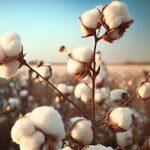 Global Cotton Market Analysis And Growth Forecast 2024-2032