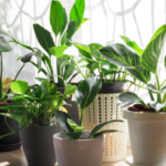 indoor plant rental