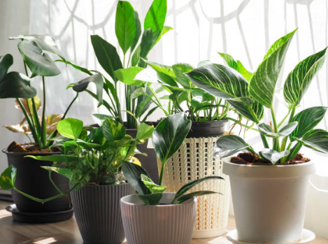 indoor plant rental