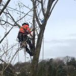 Tree Surgeon Warrington