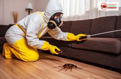 Bottom of Form The Ultimate Guide to Choosing the Best Cockroach Control Services in Brisbane