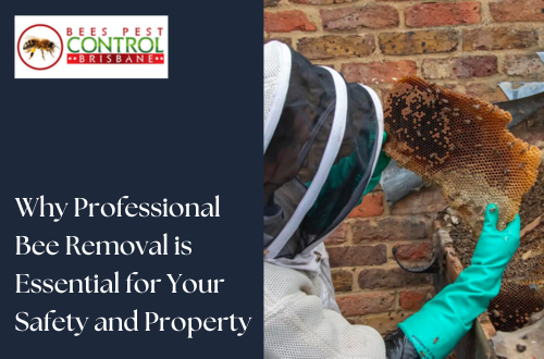 Why Professional Bee Removal is Essential for Your Safety and Property