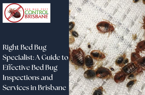 Right Bed Bug Specialist: A Guide to Effective Bed Bug Inspections and Services in Brisbane