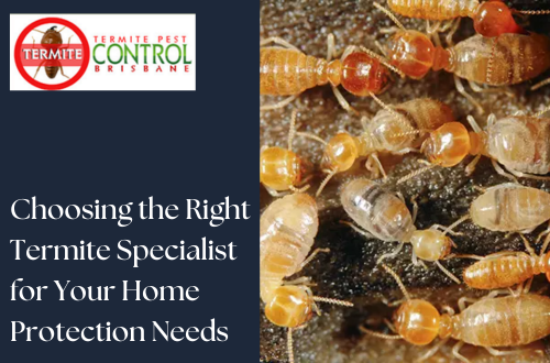 Choosing the Right Termite Specialist for Your Home Protection Needs