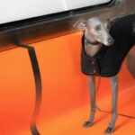 Stay Stylish and Protected with BONDIR’s Designer Dog Jackets