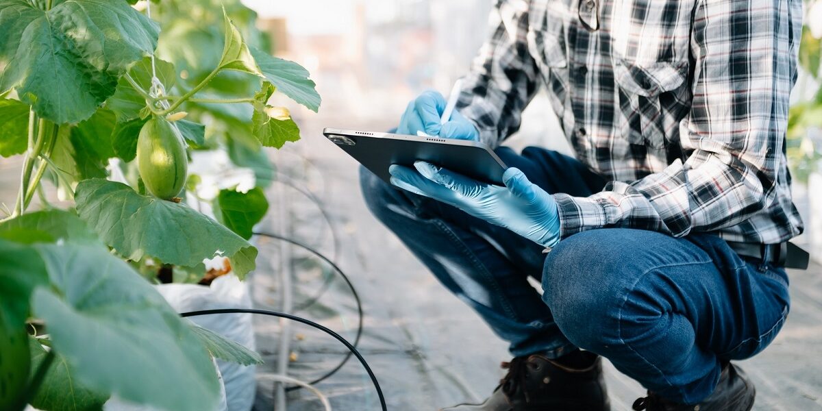 Grow Lights for Vegetables