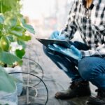 Grow Lights for Vegetables