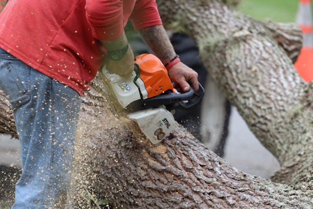 tree removal in Smithfield