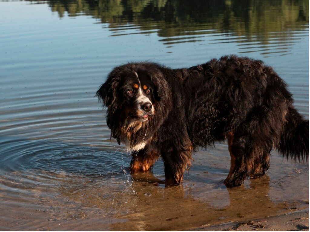 A beautiful black cavalier king dog enjoys in water.