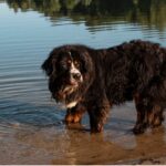 A beautiful black cavalier king dog enjoys in water.