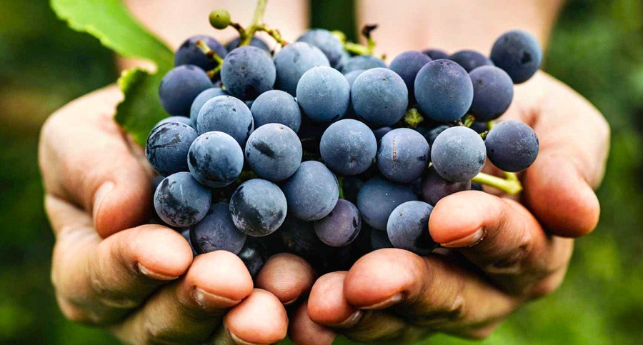 shiraz grapes