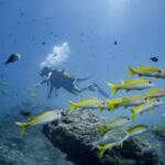 Activities to Do in Zanzibar: From Diving to Dolphin Tours