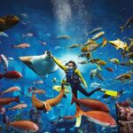 Family Fun at SeaWorld Abu Dhabi