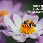 Using Honey as a Natural Remedy for Seasonal Allergies