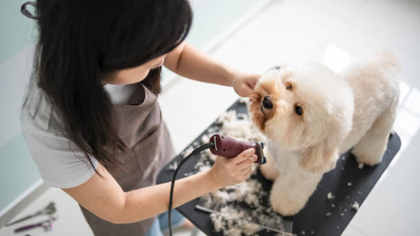 Why Every Dog Owner Should Learn How to Groom Their Dog