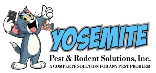 Safe and Eco-Friendly Pest Control in Aurora