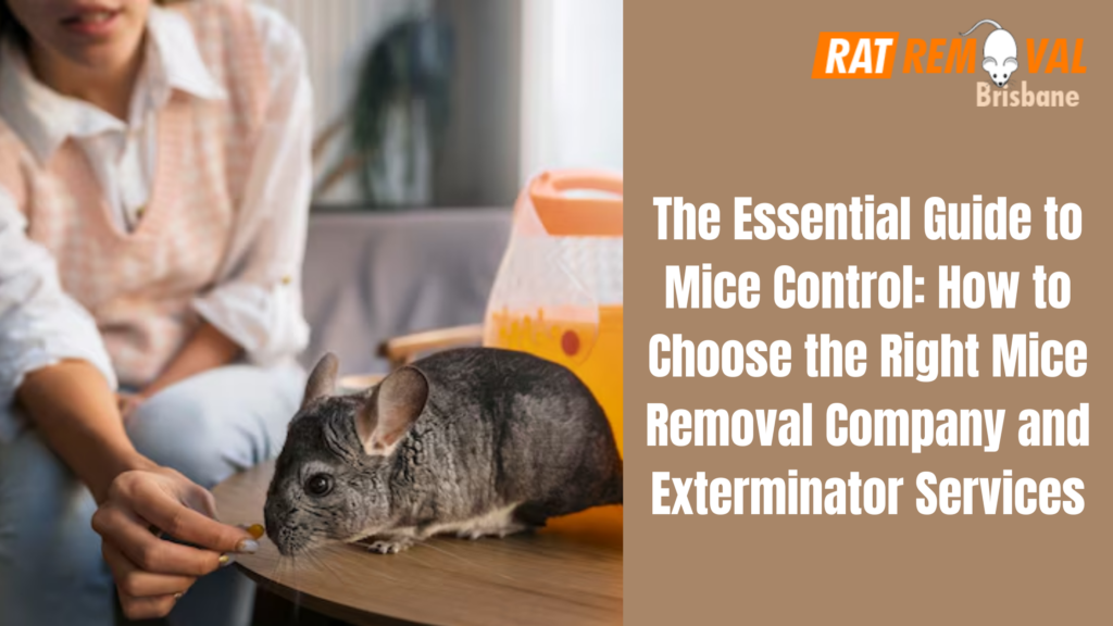 The Essential Guide to Mice Control: How to Choose the Right Mice Removal Company and Exterminator Services