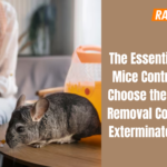 The Essential Guide to Mice Control: How to Choose the Right Mice Removal Company and Exterminator Services