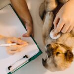 puppy immunization schedule