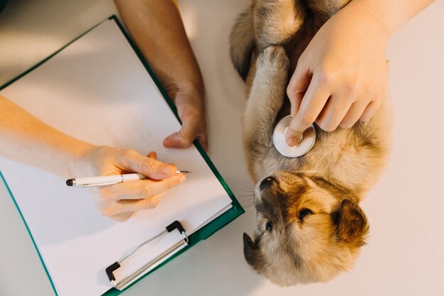 puppy immunization schedule