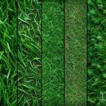 types of turf